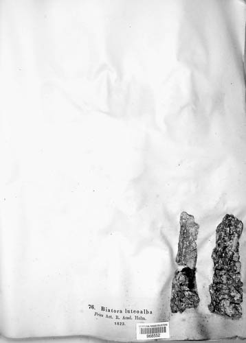 Caloplaca luteoalba image